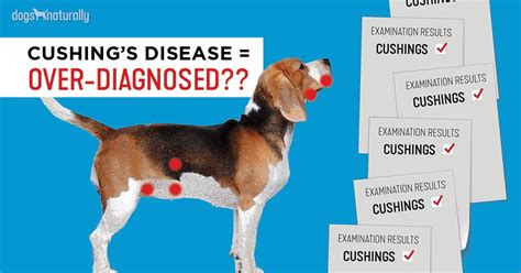 Why Cushings Is Over Diagnosed In Dogs Dogs Naturally