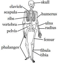 The human skeleton is the internal framework of the body. Skeleton Labeling Page | Skeletal system activities ...