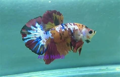 My friend ric & i went to cartimar to buy some betta fish & ric's fish.next time i will get the price of others betta fish cartimarpetshopfishprice cartimar fish updated price list ngayong october 2020! Fancy betta fish - Galaxy fancy plakat betta - Betta fish ...