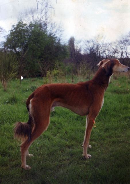 Pictures Of Your Pure Salukis Lurchers And Running Dogs The Hunting Life