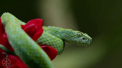 Costa rica animal video - YouTube