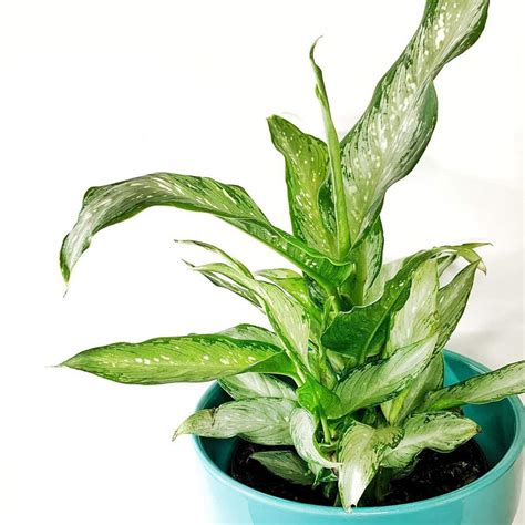 The Complete Dieffenbachia Plant Care Guide Water Light And Beyond