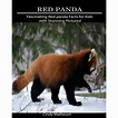 Red Panda : Fascinating Red Panda Facts for Kids with Stunning Pictures ...