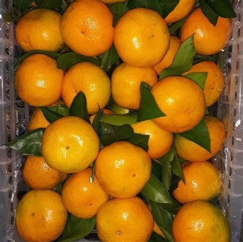 Fresh Mandarin Orange Fruitnanfeng Baby Mandarin Orange Buy Mandarin