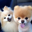 Cute Pomeranian Pictures | POPSUGAR Pets