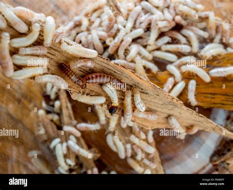 Drywood Termites Fotografías E Imágenes De Alta Resolución Alamy
