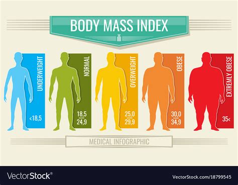 Man Body Mass Index Fitness Bmi Chart With Vector Image