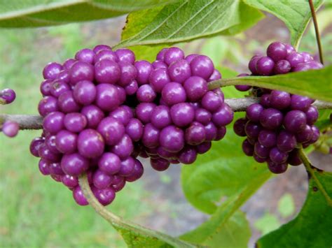 Free Photo Purple Berries Berries Plant Pretty Free Download Jooinn