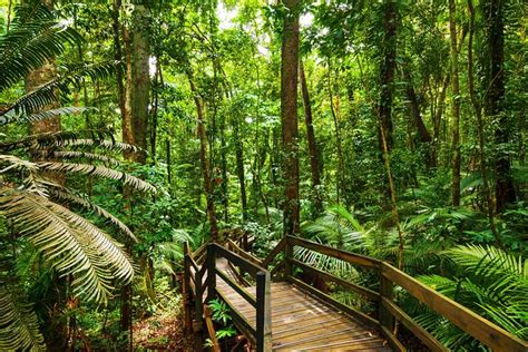 Tourist Dies In Daintree Rainforest Zipline Accident