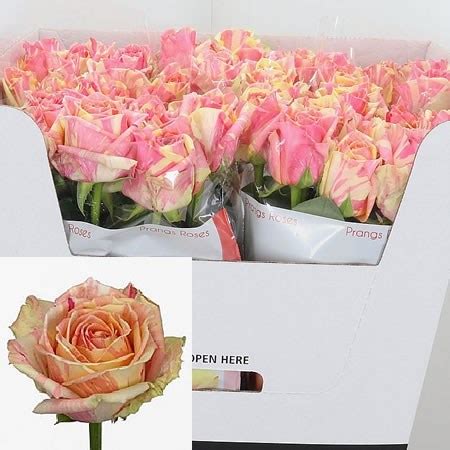 ROSE FIESTA 60cm Wholesale Dutch Flowers Florist Supplies UK