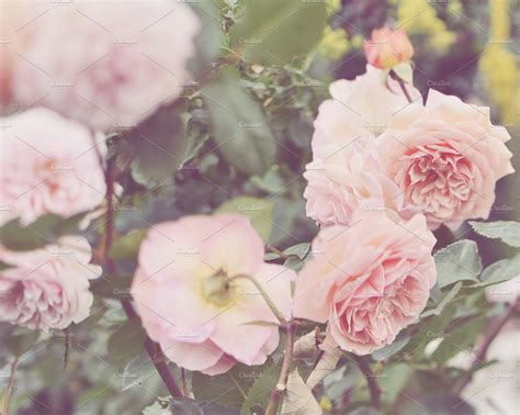 Blush Pink Roses Stock Photo High Quality Nature Stock Photos