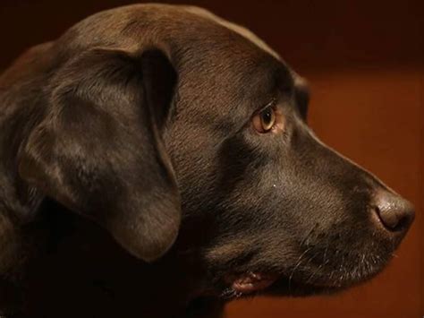 American Kennel Club Announces Nations Most Popular Dog Breed