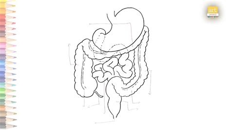 Small Intestine Diagram Easy How To Draw Small Intestine Diagram Step