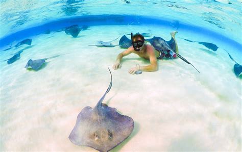 Stingray City Grand Cayman Snorkeling Caribbean Grand Cayman Cruise Excursions Shore Trips