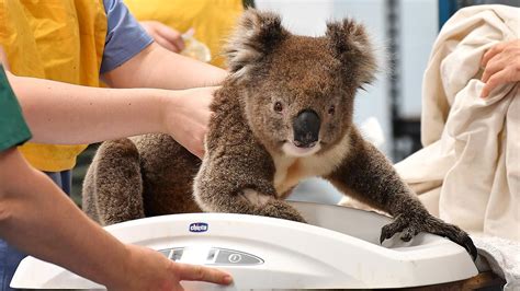 Adelaide Koala Rescue Could Get Home In Adelaide Parklands The Advertiser