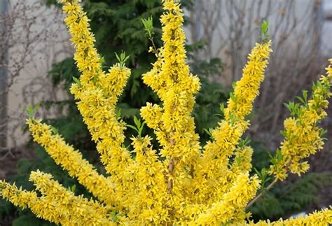 Maybe you would like to learn more about one of these? 14 Best Flowering Shrubs - Beautiful Bushes with Flowers ...