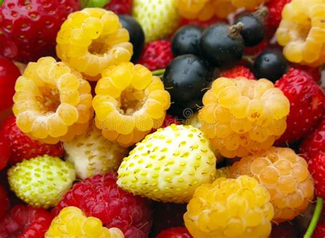 Assorted Fresh Berries Stock Image Image Of Berry Delicious 10621629
