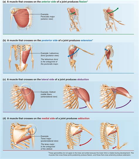 Muscle Action Anatomy