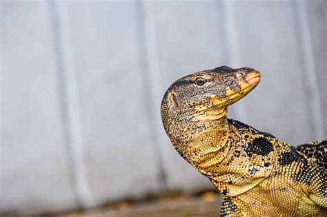 Koh Samui Monitor Lizards Where And When To Spot A Monitor And Faqs