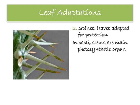 Ppt Plant Structure Growth And Development Powerpoint Presentation