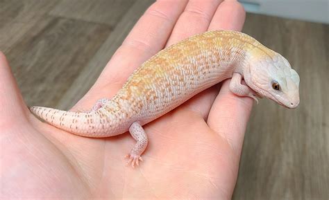 Ivory Blue Tongue Skink Northern Blue Tongued Skink By Good Guy Reptile