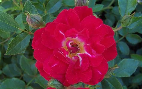Red Drift Rose 1 Gallon Shrub Groundcover Rose Roses