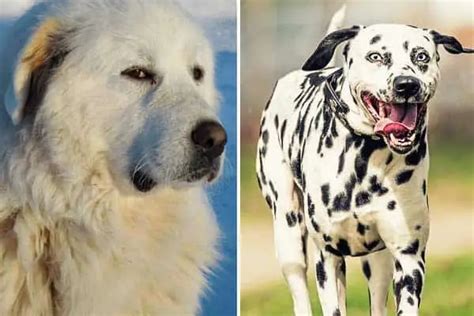 Dalmatian Great Pyrenees Mix Meet The Dignified Smart Dog Fluffy Dog