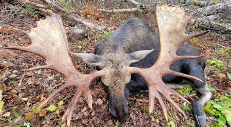 Maine Bull Moose Hunting Canoe The Wild