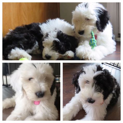 Sheepadoodle Puppies Feathers And Fleece Sheepadoodle Puppy Kittens