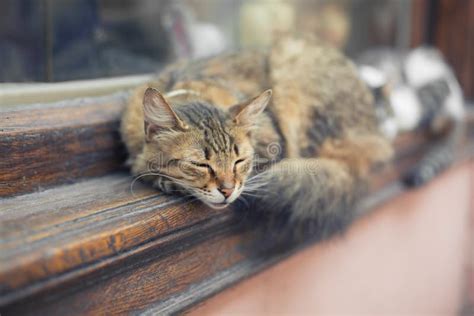 Lovely Cats Sleeping On The Window Sill Stock Image Image Of Domestic
