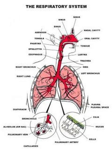 Respiratory System Anatomy Of The Human Body Picture Humanbodysystem