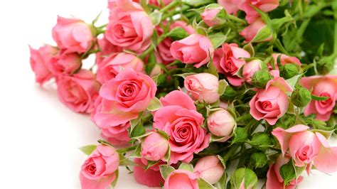 Wallpaper Pink Roses Flowers Bouquet White Background 3840x2160 Uhd