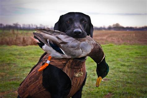 Duck Hunting Dog World Pinterest
