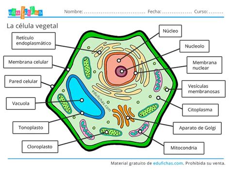 La Célula Vegetal Célula Vegetal Célula Animal Dibujos De Celulas