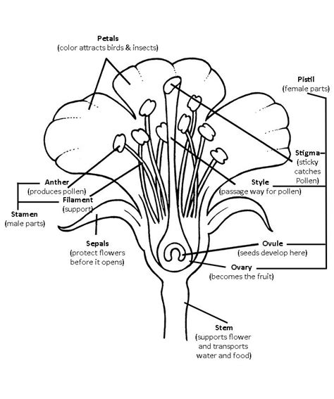 Lily Flower Outline - Coloring Home