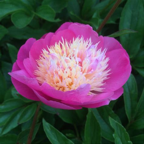 Paeonia Lactiflora Bowl Of Beauty Peony Bowl Of Beauty Herbaceous