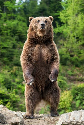 Brown Bear Standing On His Hind Legs Ii Van Editors Choice Als Poster