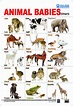 Baby Animals Chart For Kids - bmp-power