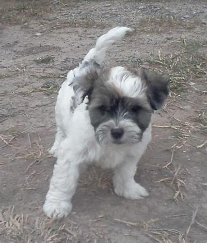 They are posted on my 'puppies for sale' page. Dex - maltese rescue dog for adoption in Mckinney, Texas ...