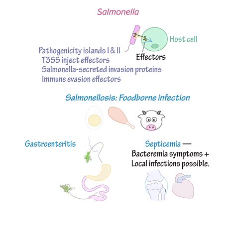 Immunologymicrobiology Glossary Salmonella Draw It To Know It