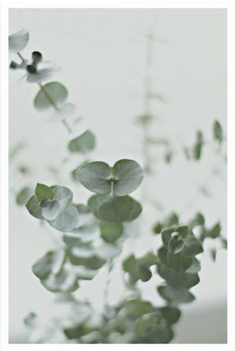 Green Color Trends Green Colors Sage Green Green Leaves Eucalyptus