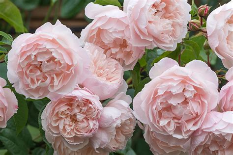 May is a wonderful month, enhanced by the uplifting serene, perfect green of all the wonderful new leaves, as they open on trees and shrubs, and the expectation and hope of the arrival of rose and peony flowers. David Austin Roses - Andrews Seed Company