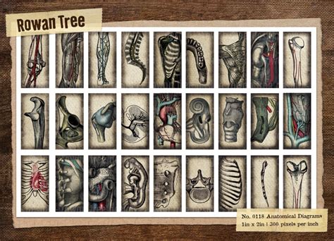 Anatomical Diagrams Digital Collage Sheet 1x2in No 0118 Etsy