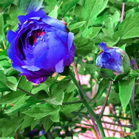 Rare Blue Peony Potted Seed Peony Flower Seed Garden Plants 10pcs In