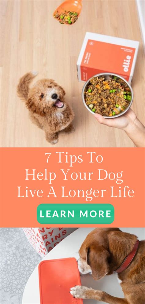 Raw foods diet for dogs with cancer. 7 Tips To Help Your Dog Live A Longer And Healthier Life ...