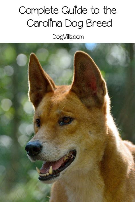 Carolina Dog Temperament Facts And More Are On The Agenda Today We