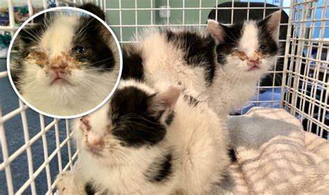 How Could Someone Abandon These Kittens Left To Die In A Plastic Bag Nature News Express