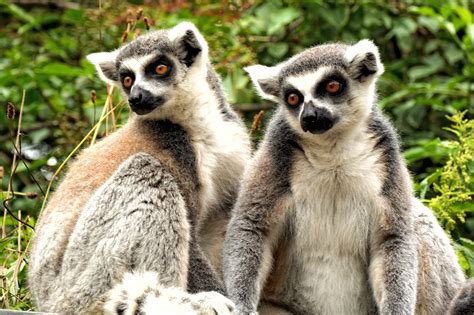 Free Images Watch Wildlife Zoo Mammal Fauna Primate Lemur Catta