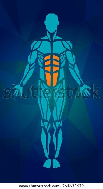 Polygonal Anatomy Male Muscular System Exercise 库存矢量图（免版税）261635672
