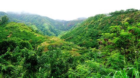 Hawaii Maui Tropical Forest Tropics Palm Trees Beach Wallpapers Hd